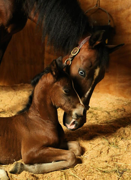  Morgan colt FMS Brother’s Grimm produced by Pondview Aurora
